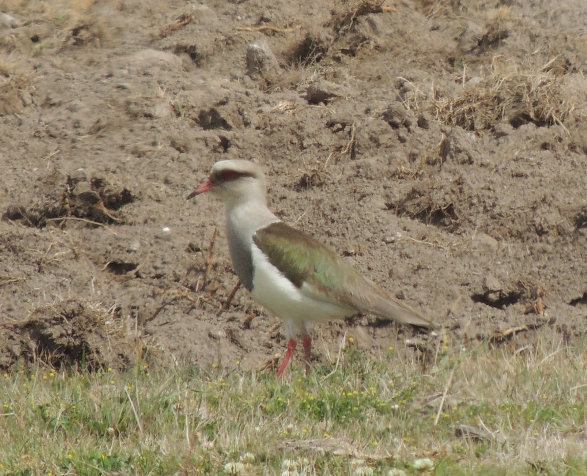 Andean Lapwing - ML644458639