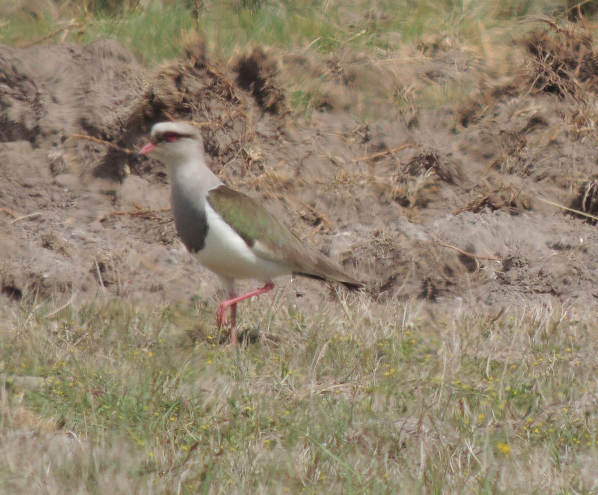 Andean Lapwing - ML644458640