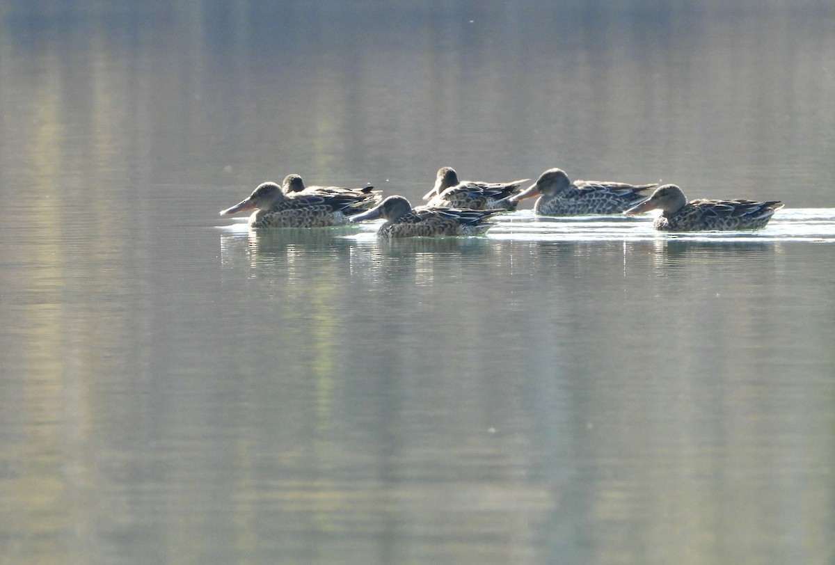 Northern Shoveler - ML644458641