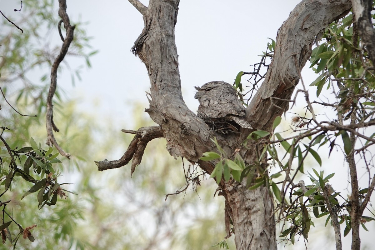 Білоніг австралійський - ML644458644