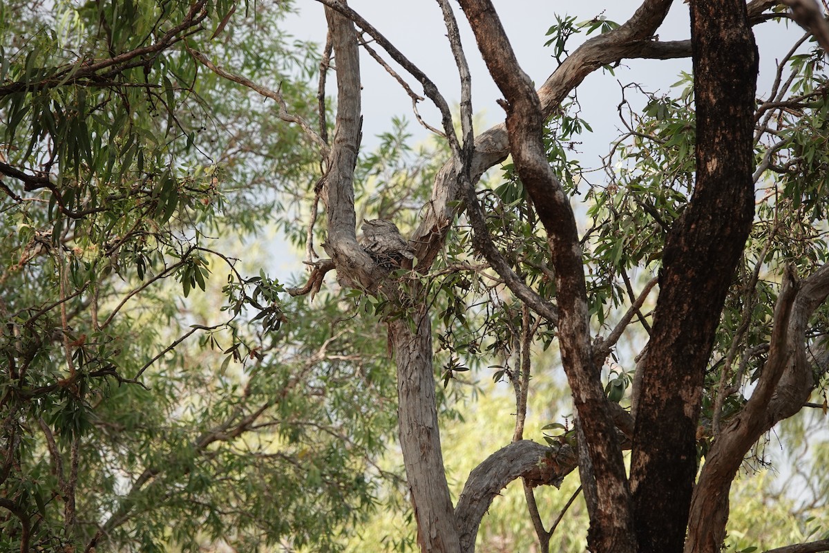 Білоніг австралійський - ML644458645