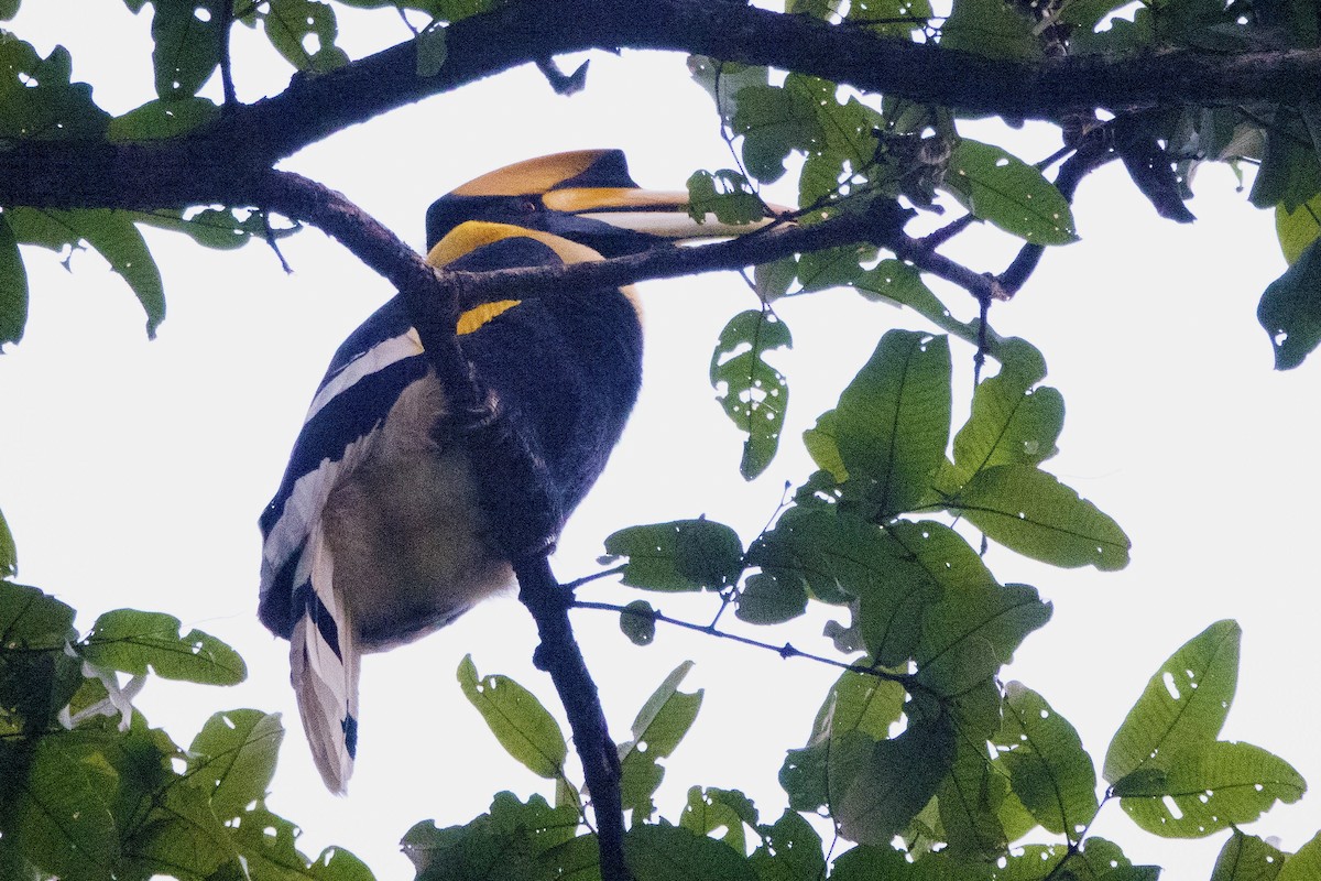 Great Hornbill - ML644458669