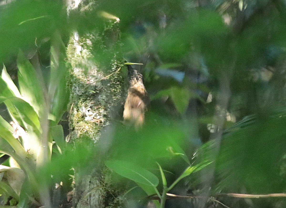 hvitstrupetreløper - ML644458674