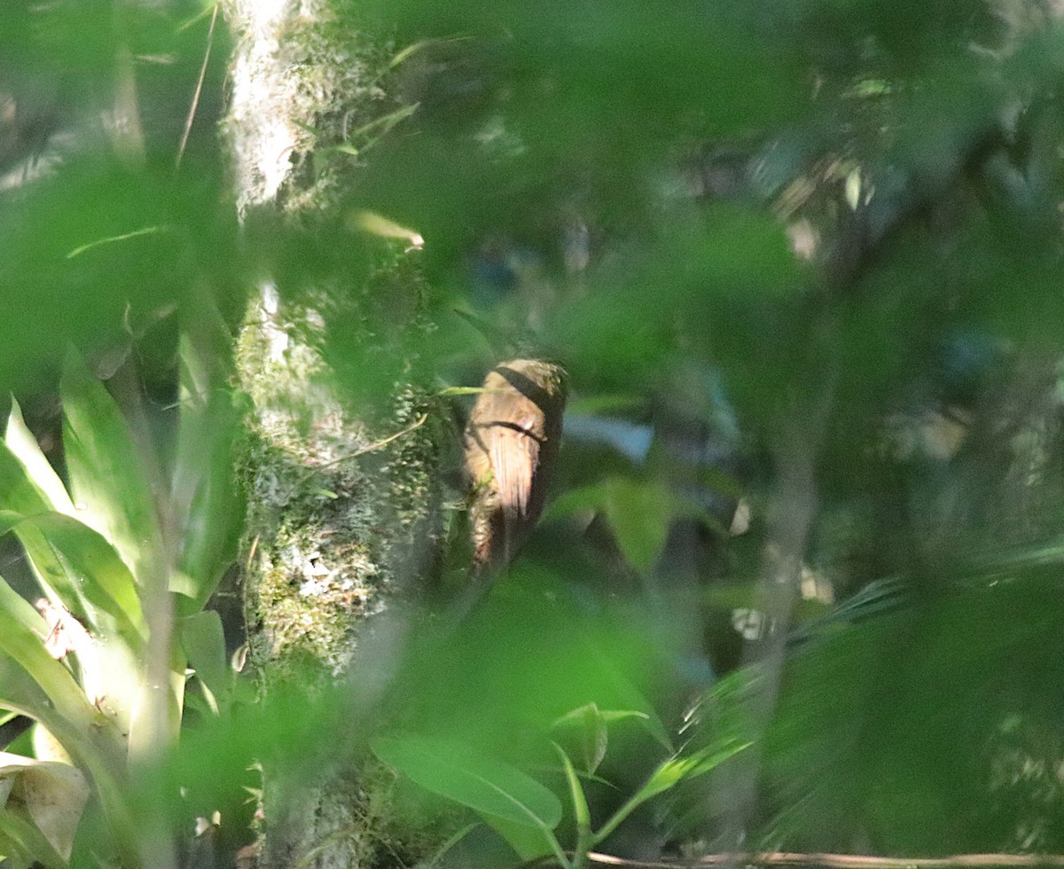 hvitstrupetreløper - ML644458675