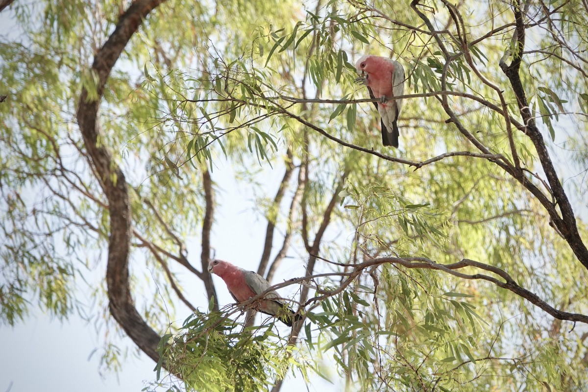 Какаду рожевий - ML644458687