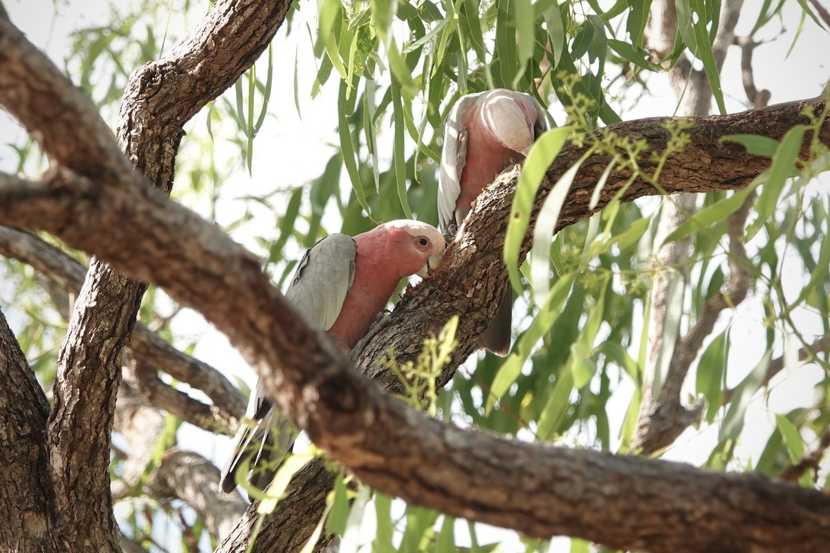 Какаду рожевий - ML644458688