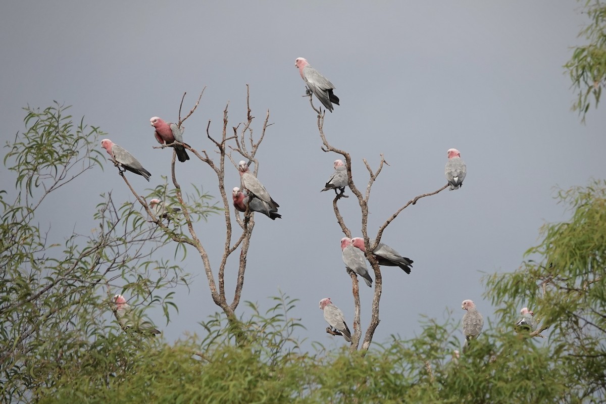 Какаду рожевий - ML644458690