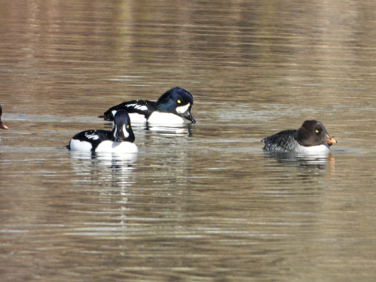 Barrow's Goldeneye - ML644458695