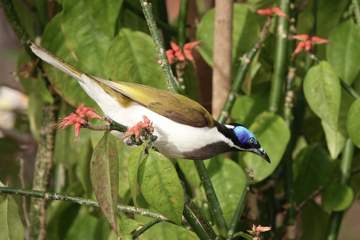 Медолюб синьощокий - ML644458717