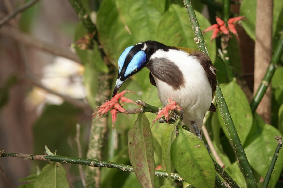 Медолюб синьощокий - ML644458718