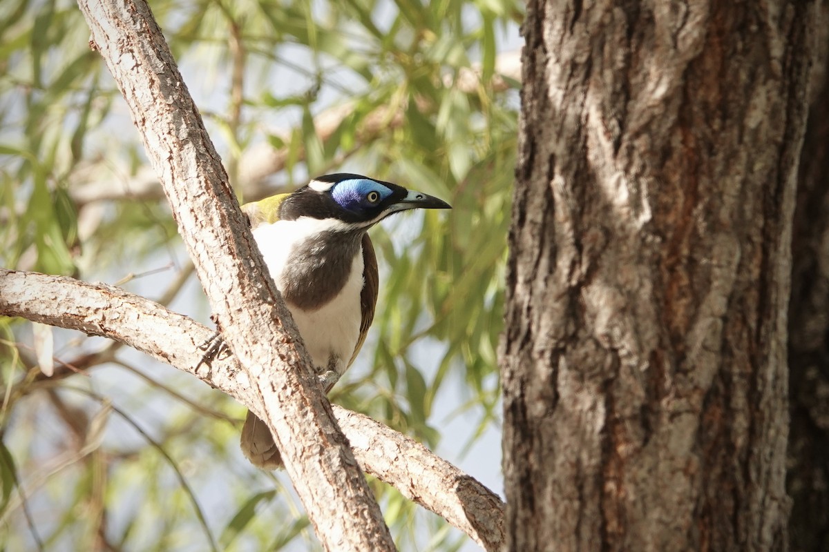 Медолюб синьощокий - ML644458719