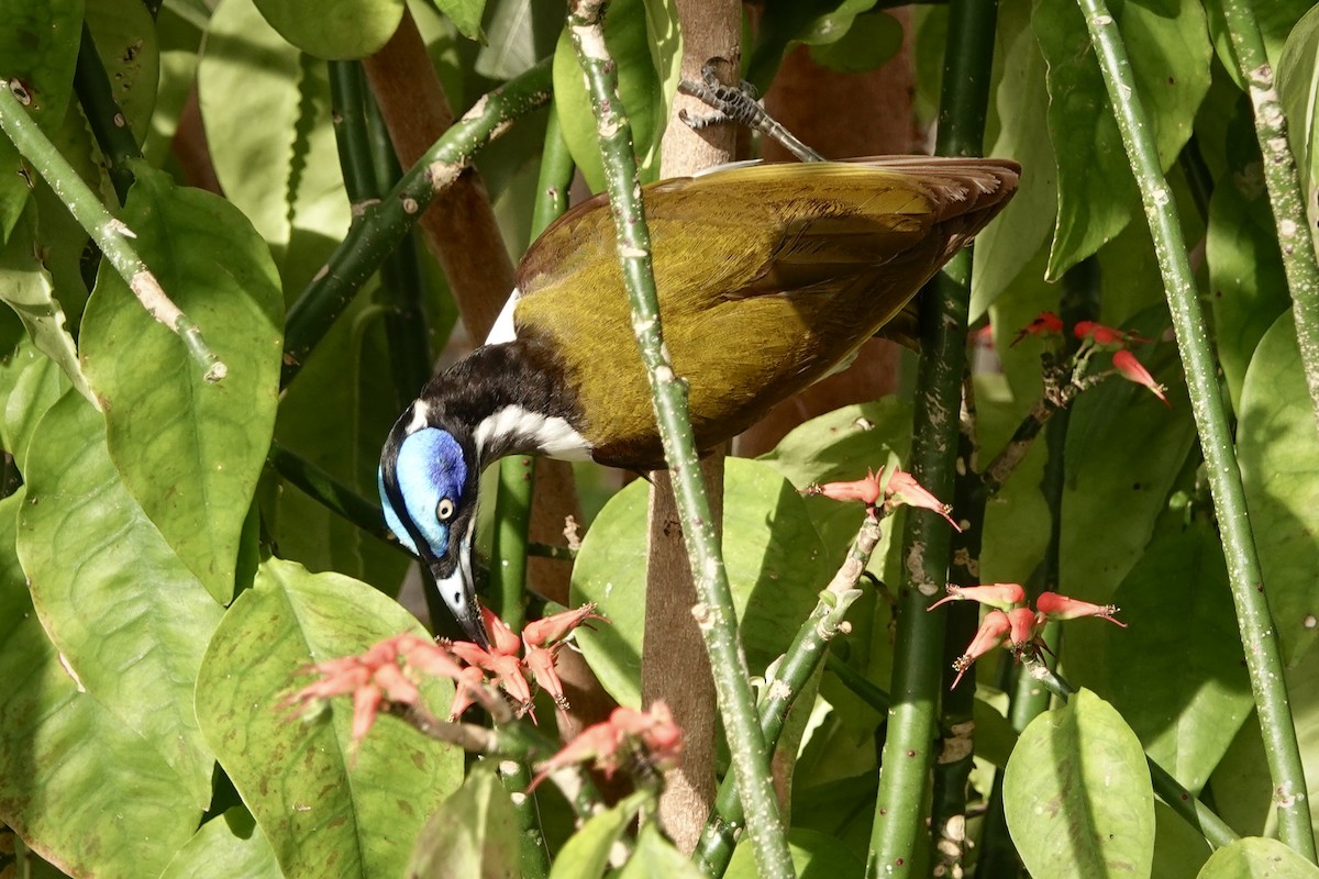 Медолюб синьощокий - ML644458720