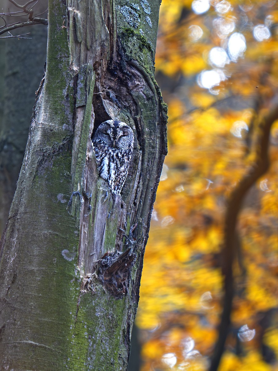 Chouette hulotte - ML644458730