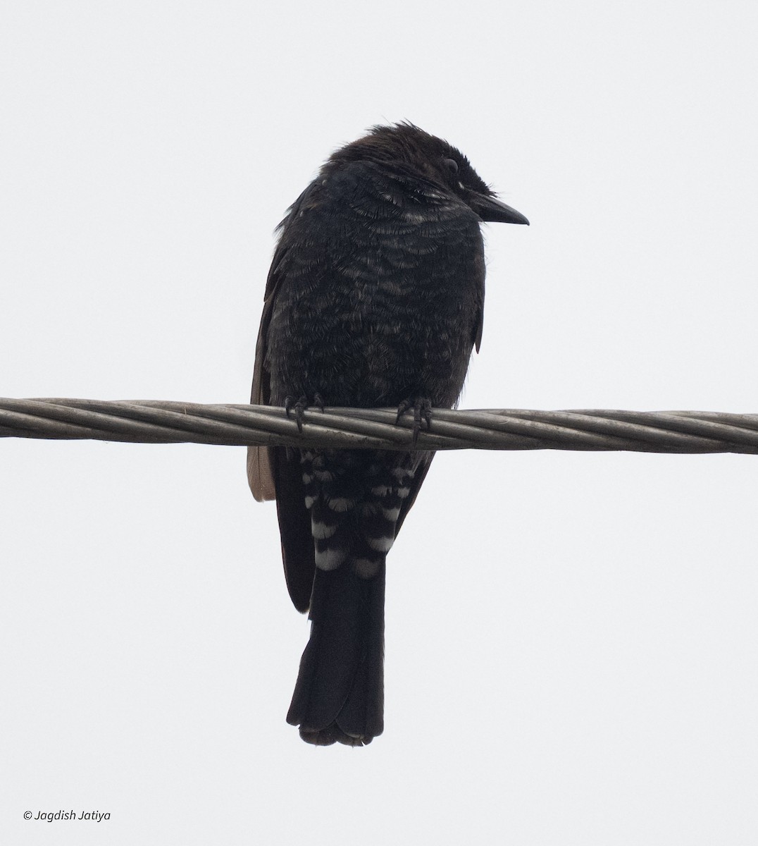 Black Drongo - ML644458733