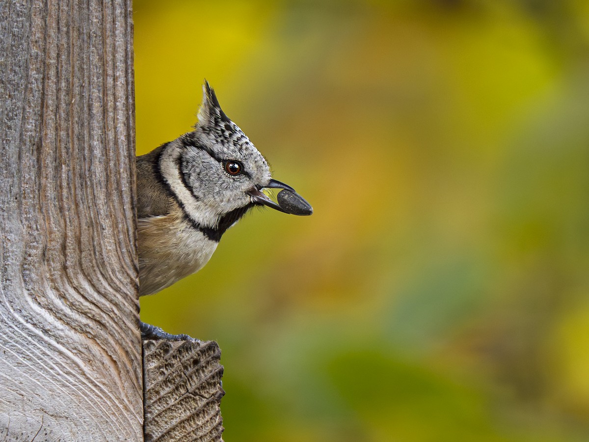 Crested Tit - ML644458736