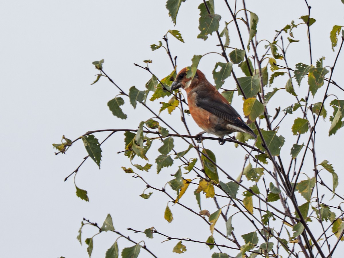 צלוב-מקור אדום - ML644458740