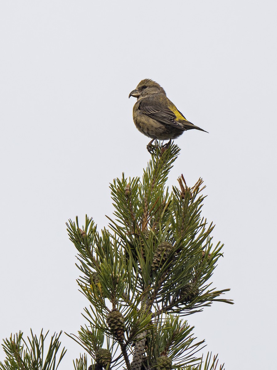 צלוב-מקור אדום - ML644458741