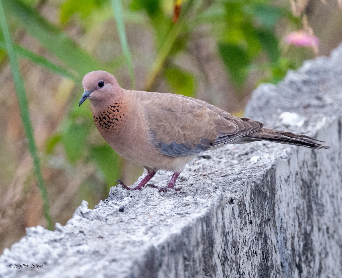 Малая горлица - ML644458744