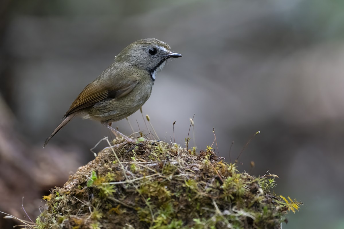 White-gorgeted Flycatcher - ML644458756