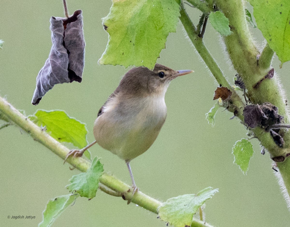ヤブヨシキリ - ML644458771