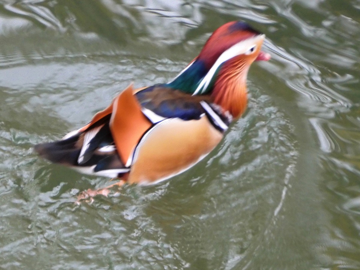 Mandarin Ördeği - ML644458799