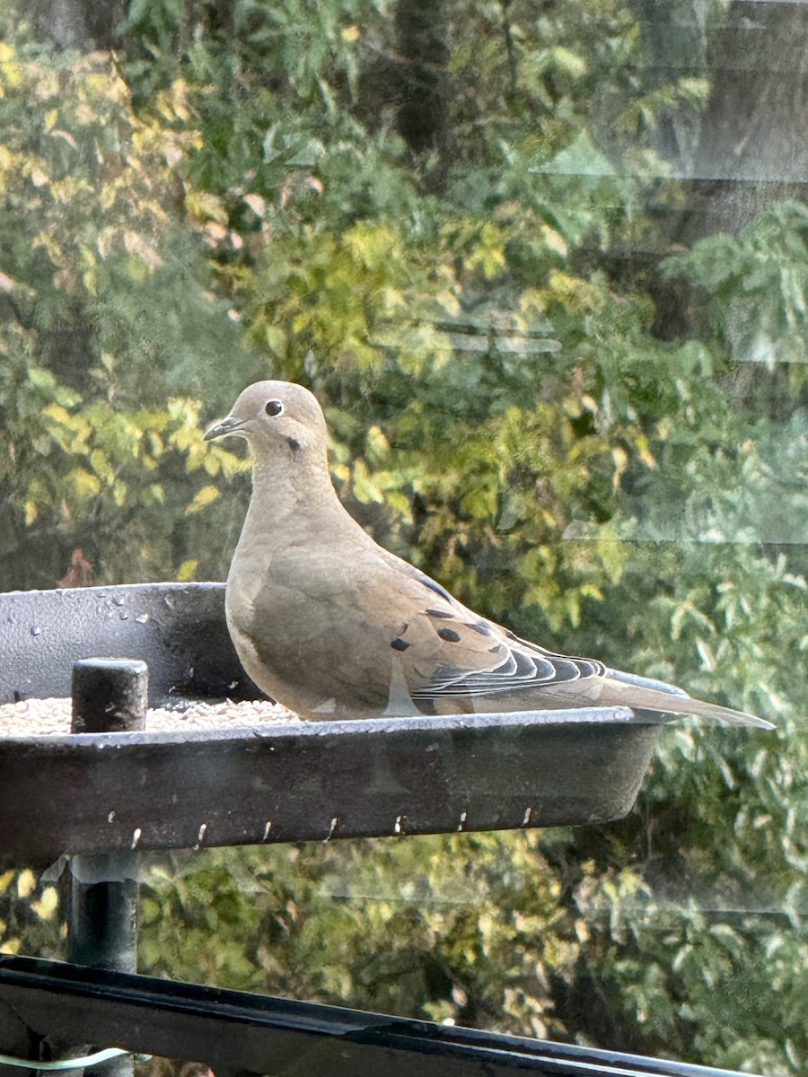 Carolinataube - ML644458817