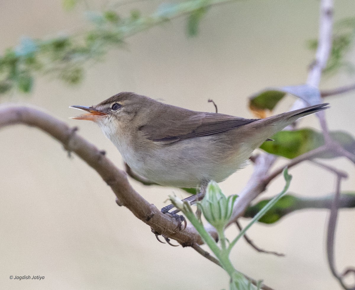 ヤブヨシキリ - ML644458819