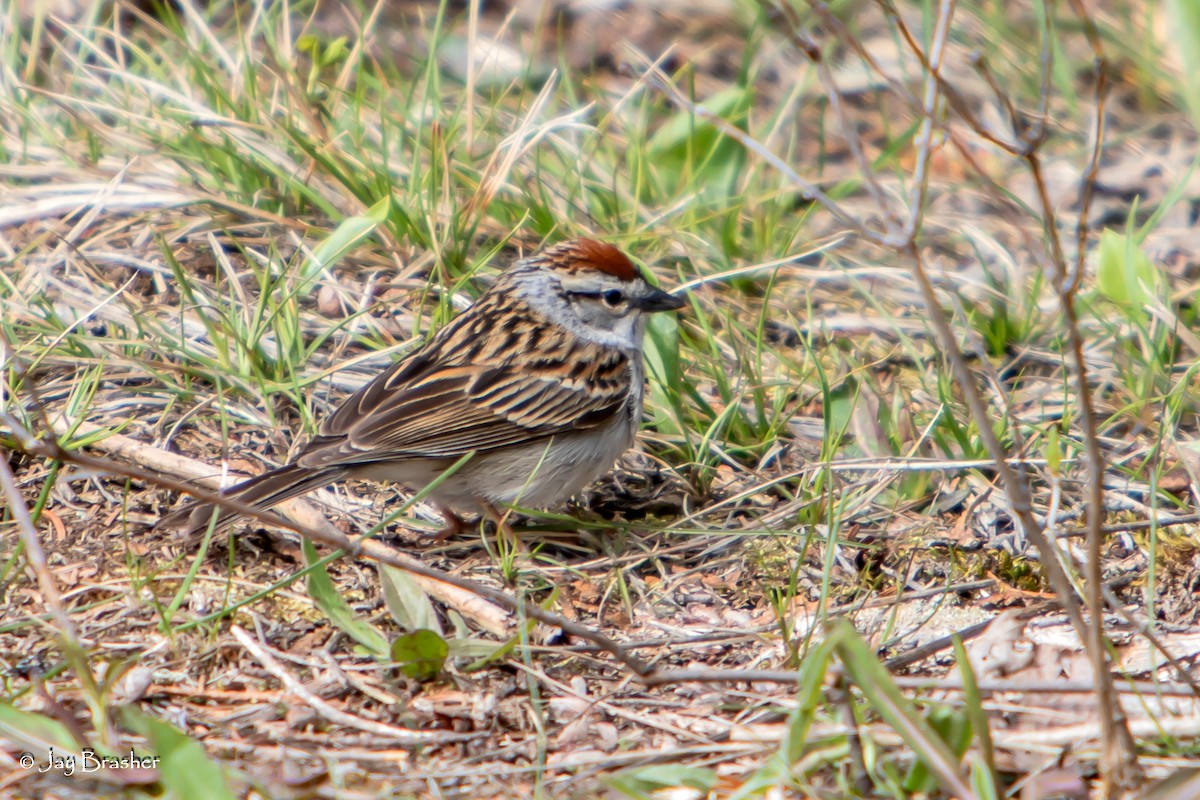 Chipping Sparrow - ML644458820