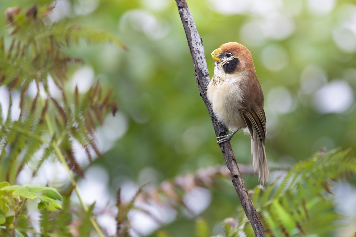 Spot-breasted Parrotbill - ML644458824