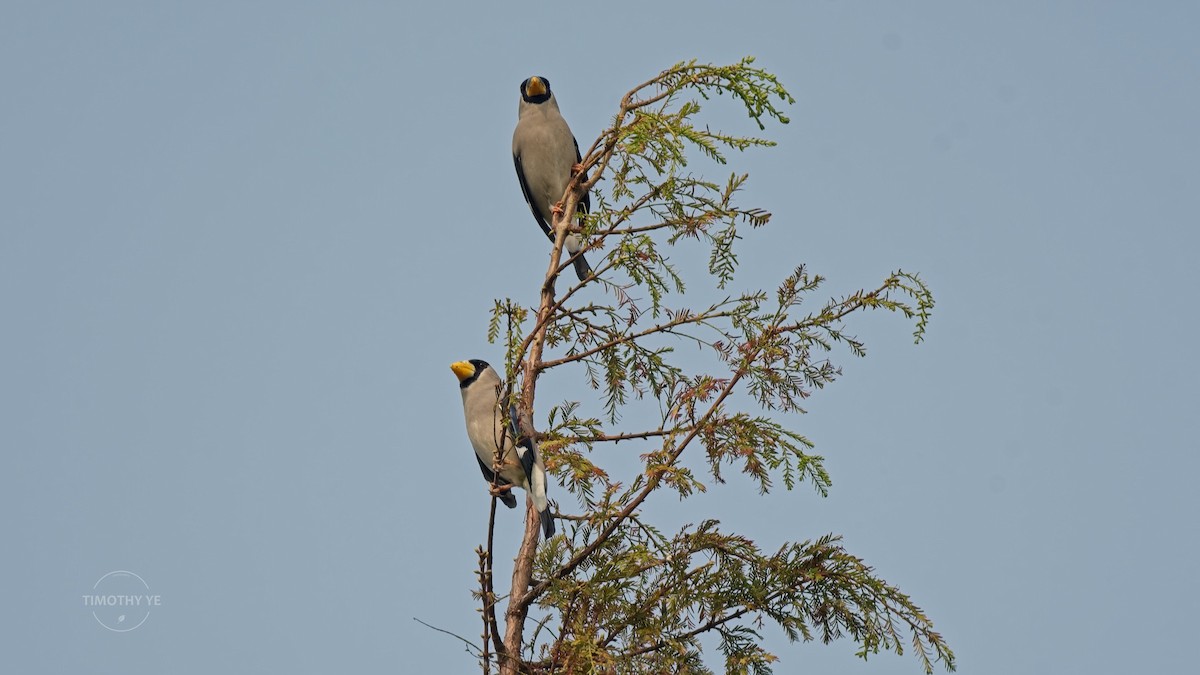 Japanese Grosbeak - ML644458825