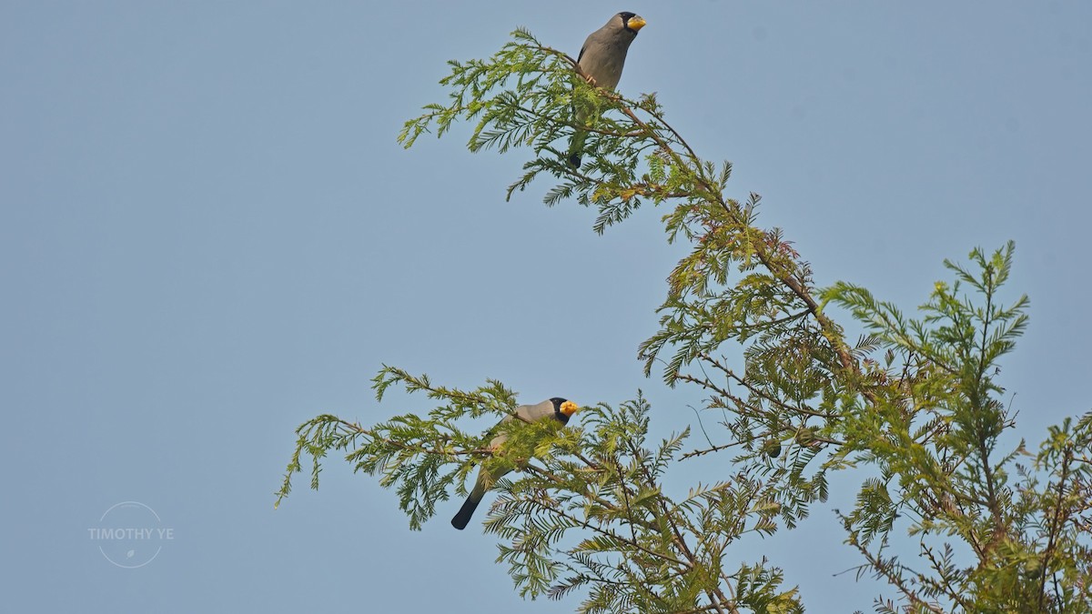Japanese Grosbeak - ML644458834