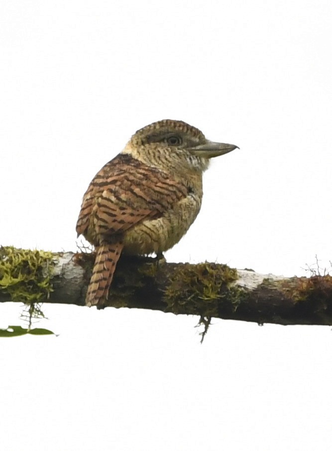 Barred Puffbird - ML644458843