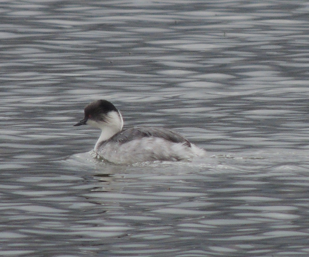 Silvery Grebe - ML644458844
