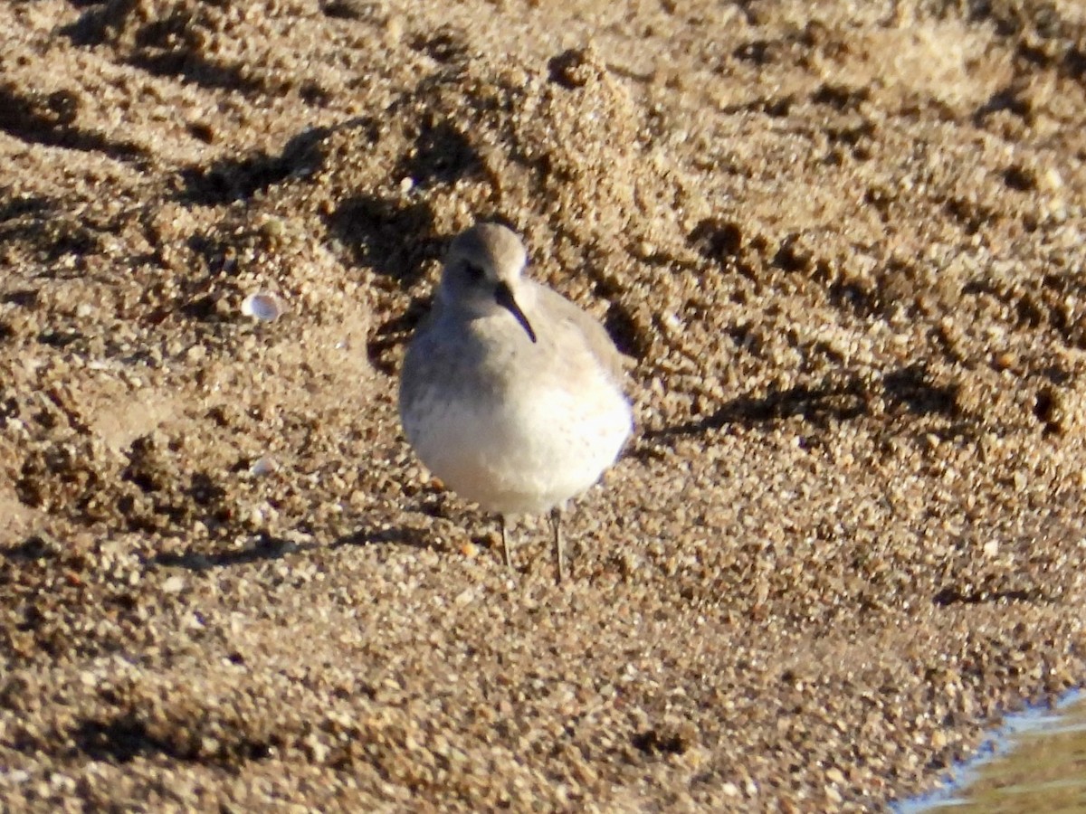 jespák obecný - ML644458845