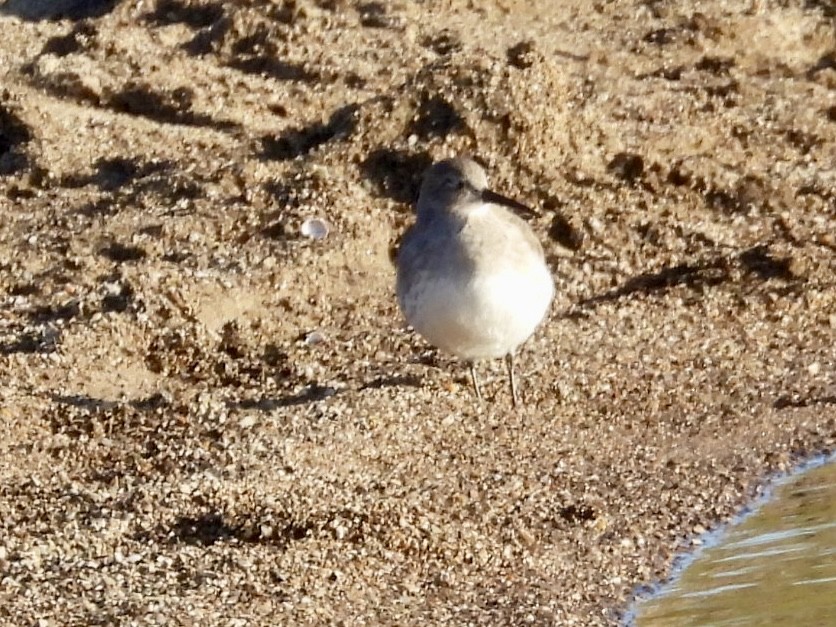 jespák obecný - ML644458846