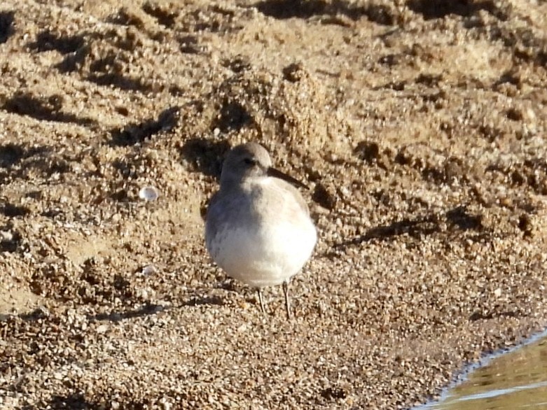 jespák obecný - ML644458847