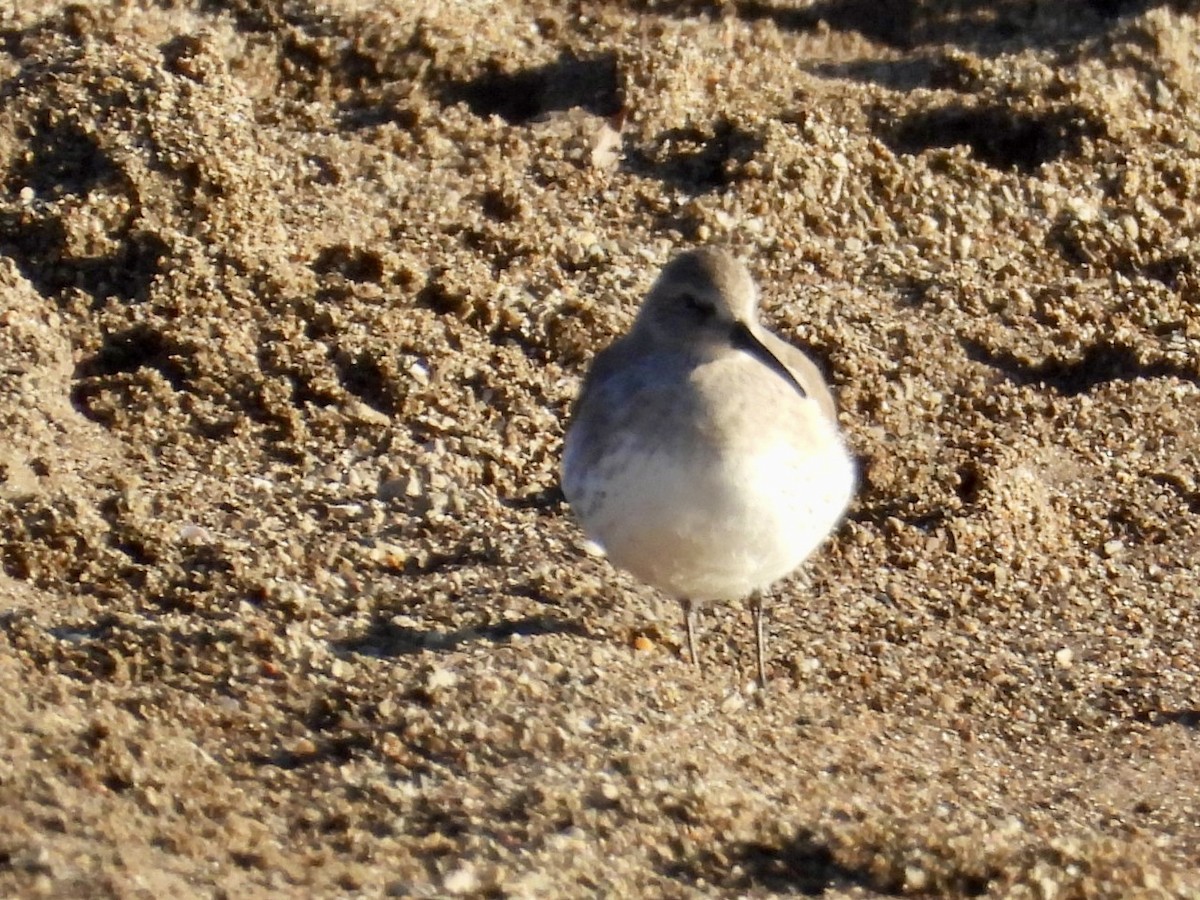 jespák obecný - ML644458848