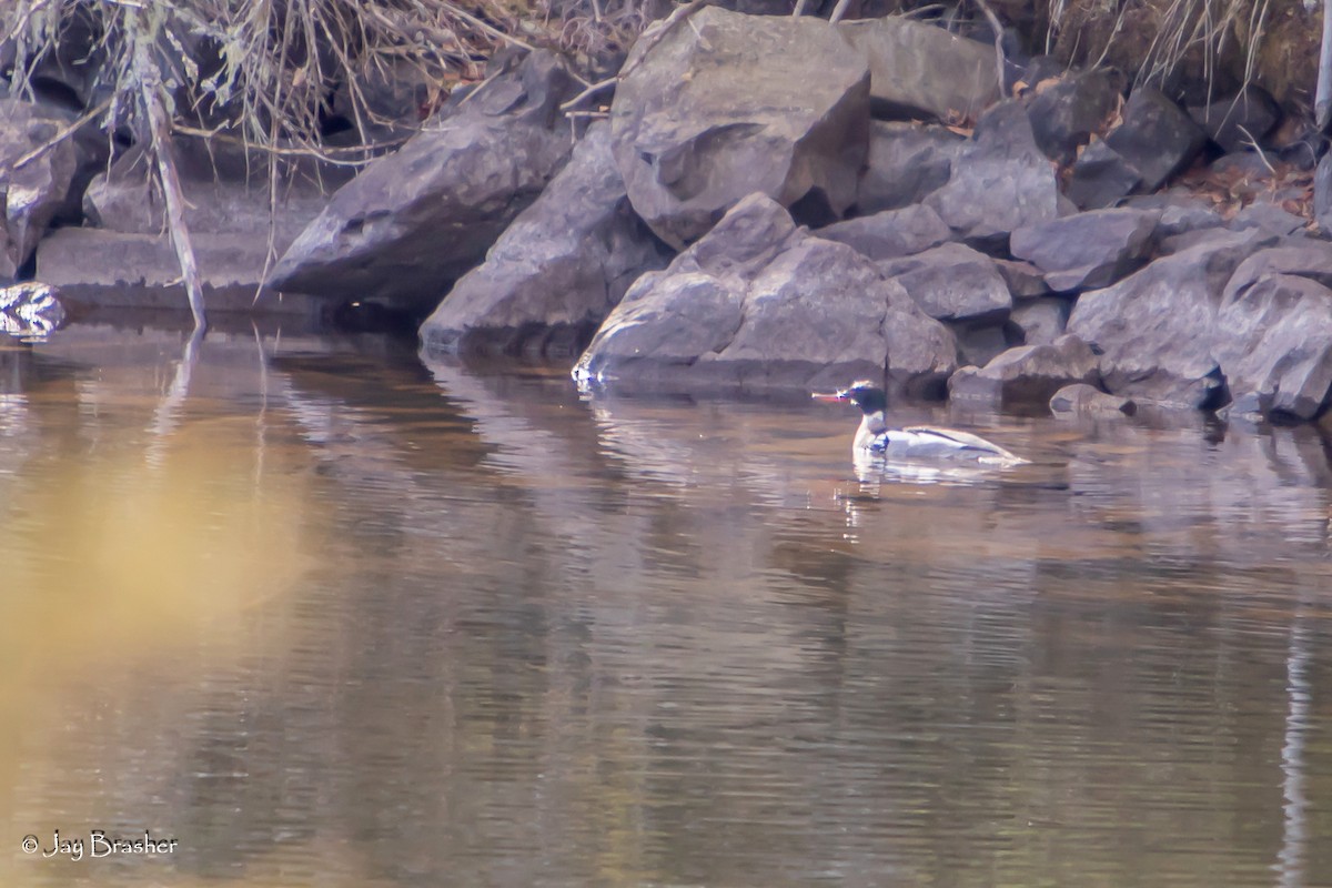 מרגון בינוני - ML644458855