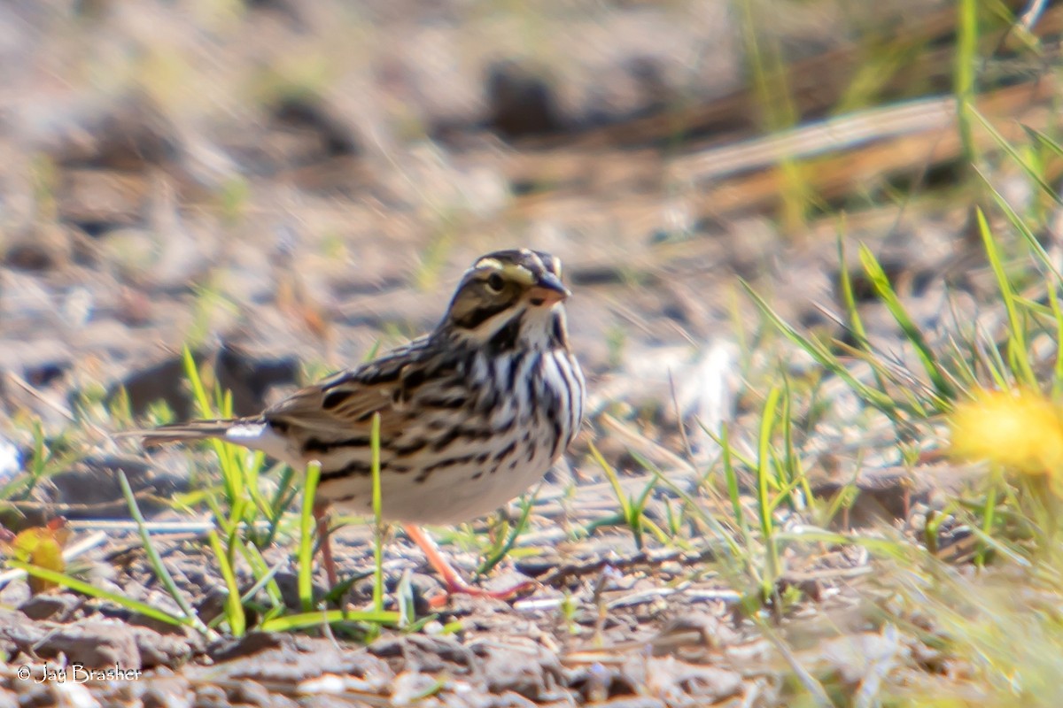 גיבתונית ערבות - ML644458872