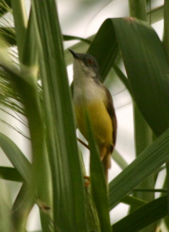 Yellow-bellied Prinia - ML644458875