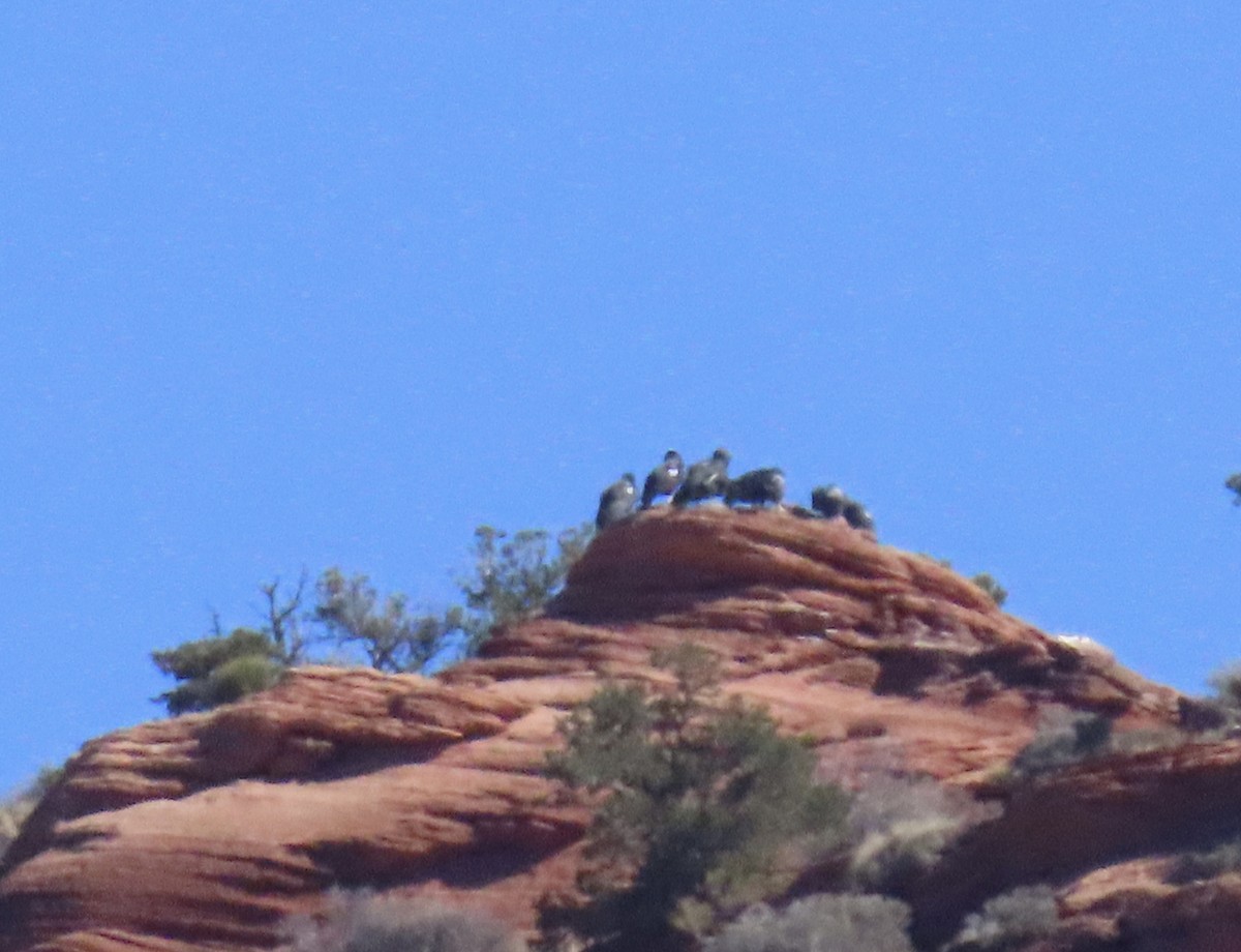 kaliforniakondor - ML644458888