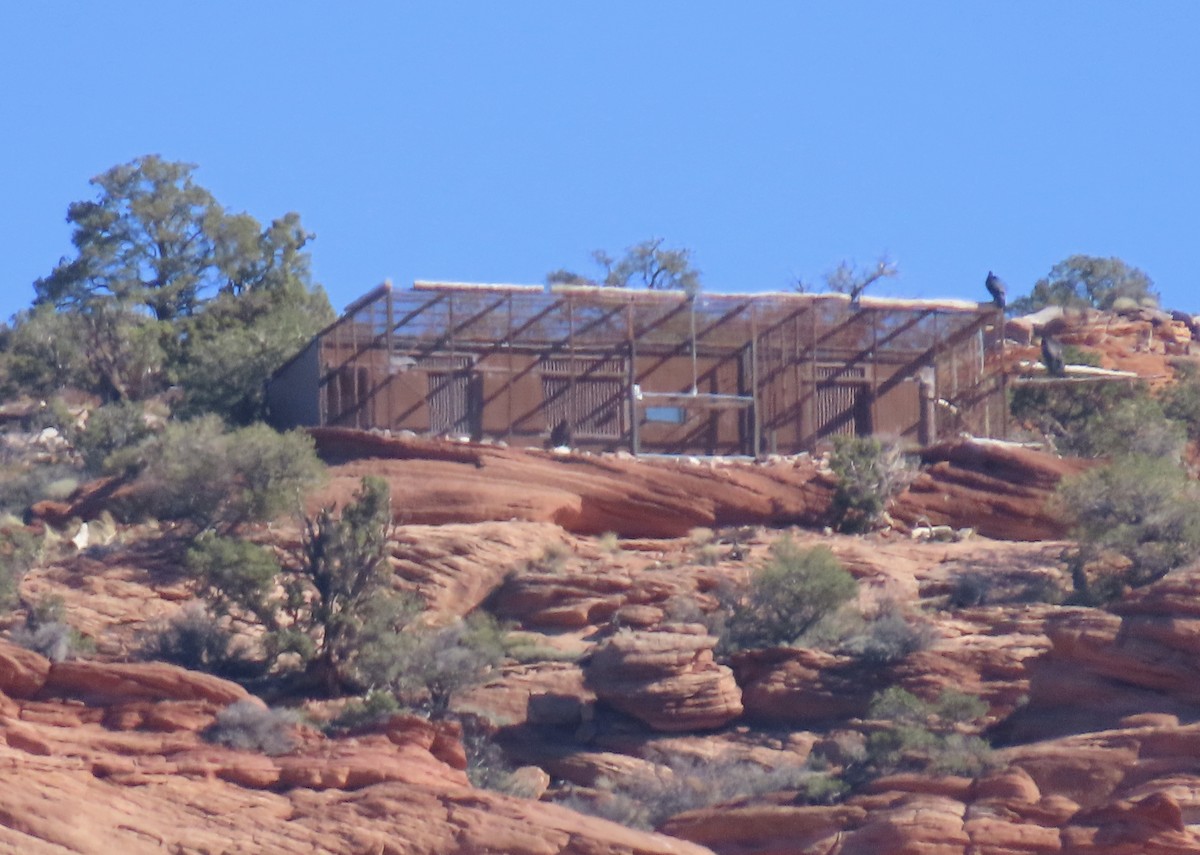 kaliforniakondor - ML644458889