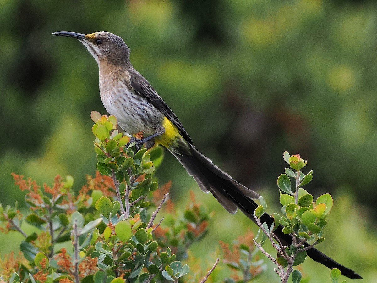 Cape Sugarbird - ML644458896