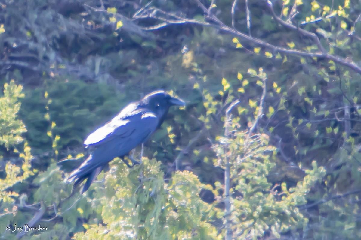 Common Raven - ML644458909