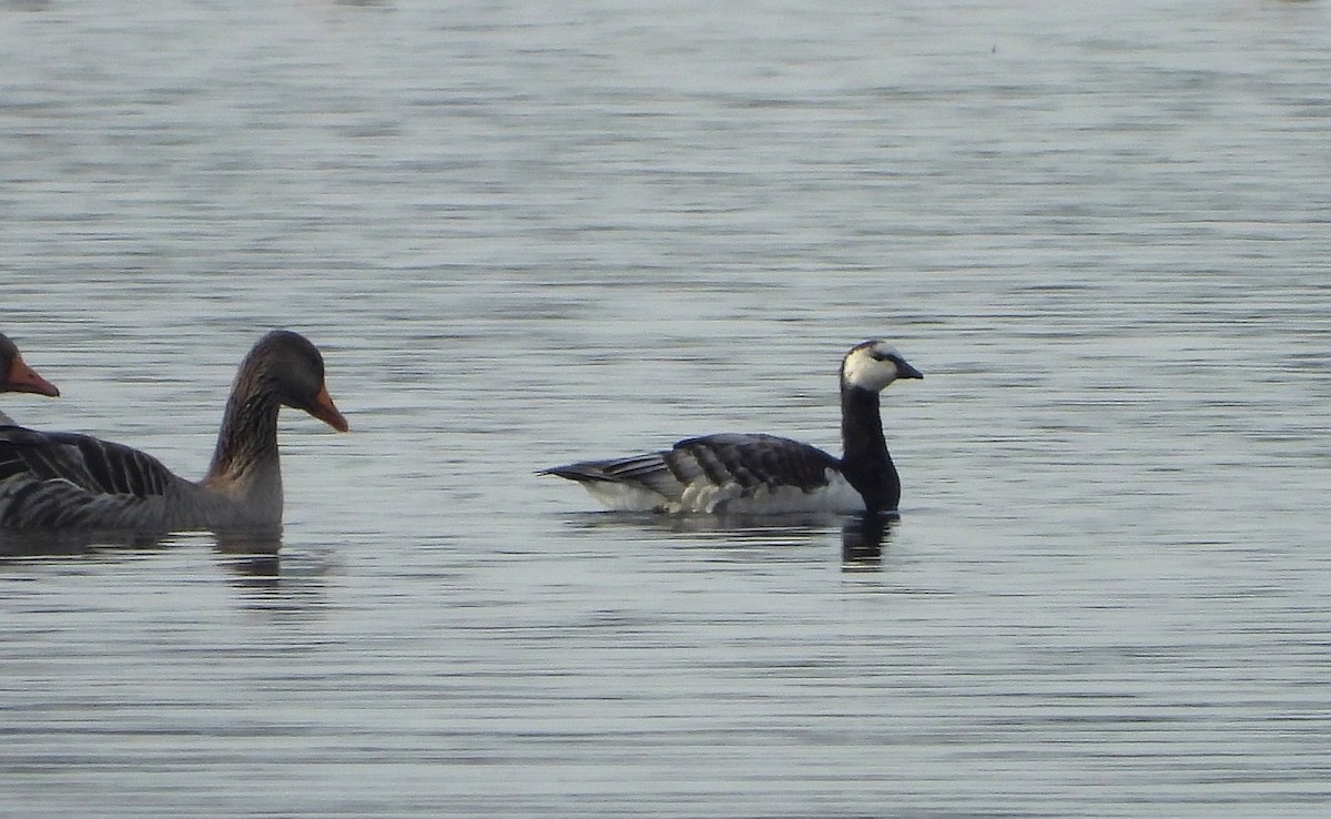 Barnacle Goose - ML644458914