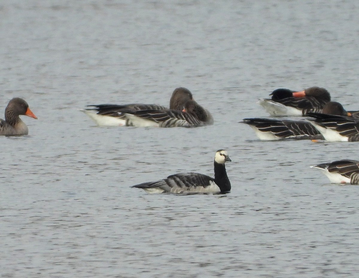 Barnacle Goose - ML644458924