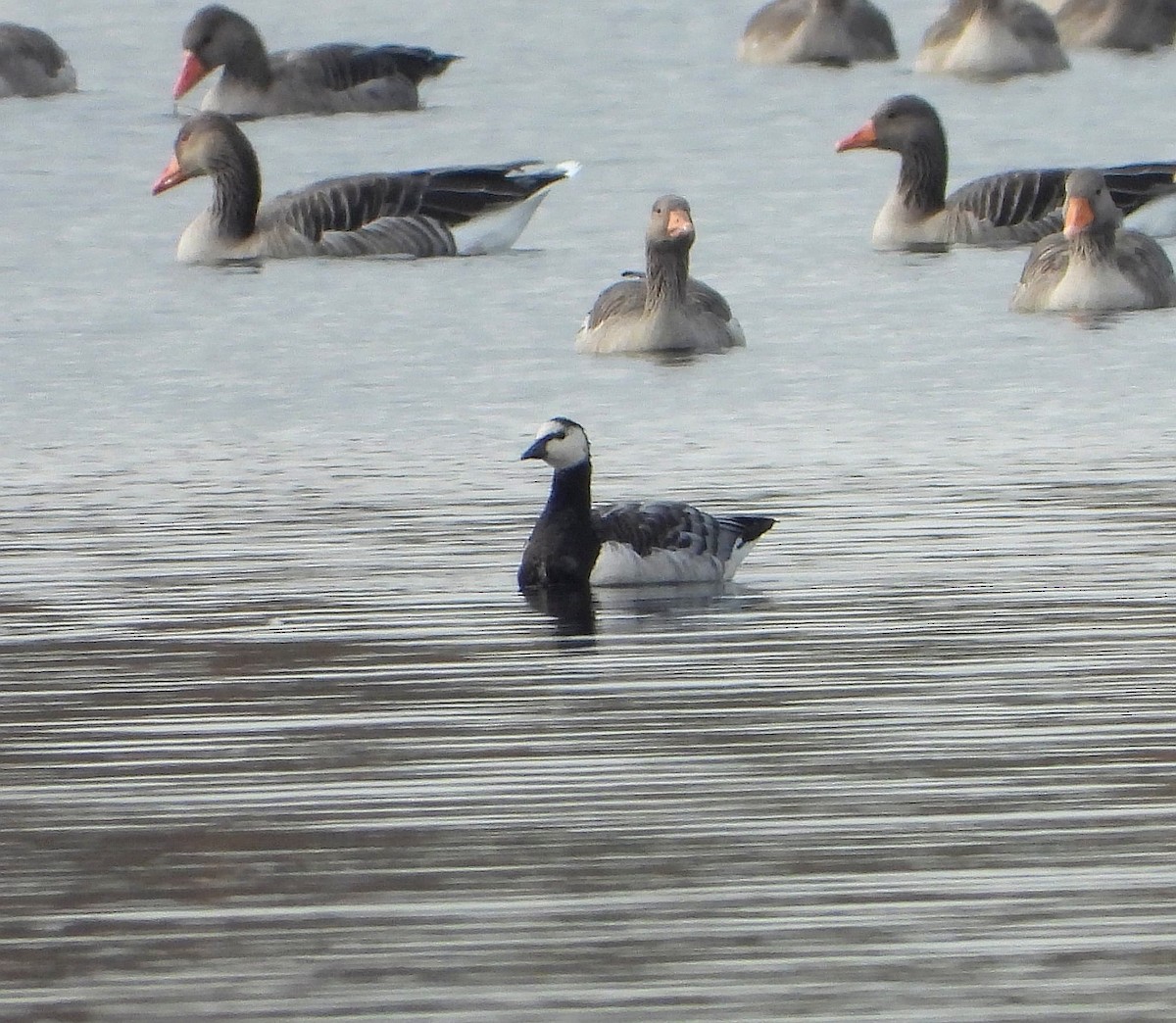 Barnacle Goose - ML644458934