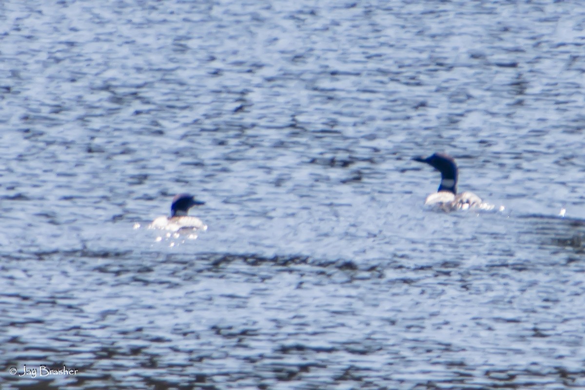 צוללן צפוני - ML644458936