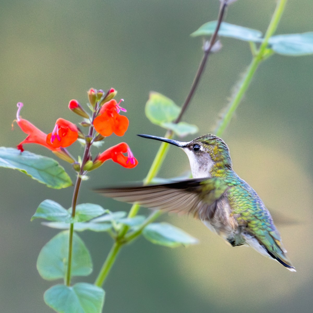 Colibri à gorge rubis - ML644458939