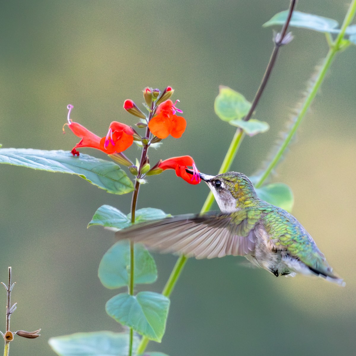 Colibri à gorge rubis - ML644458940